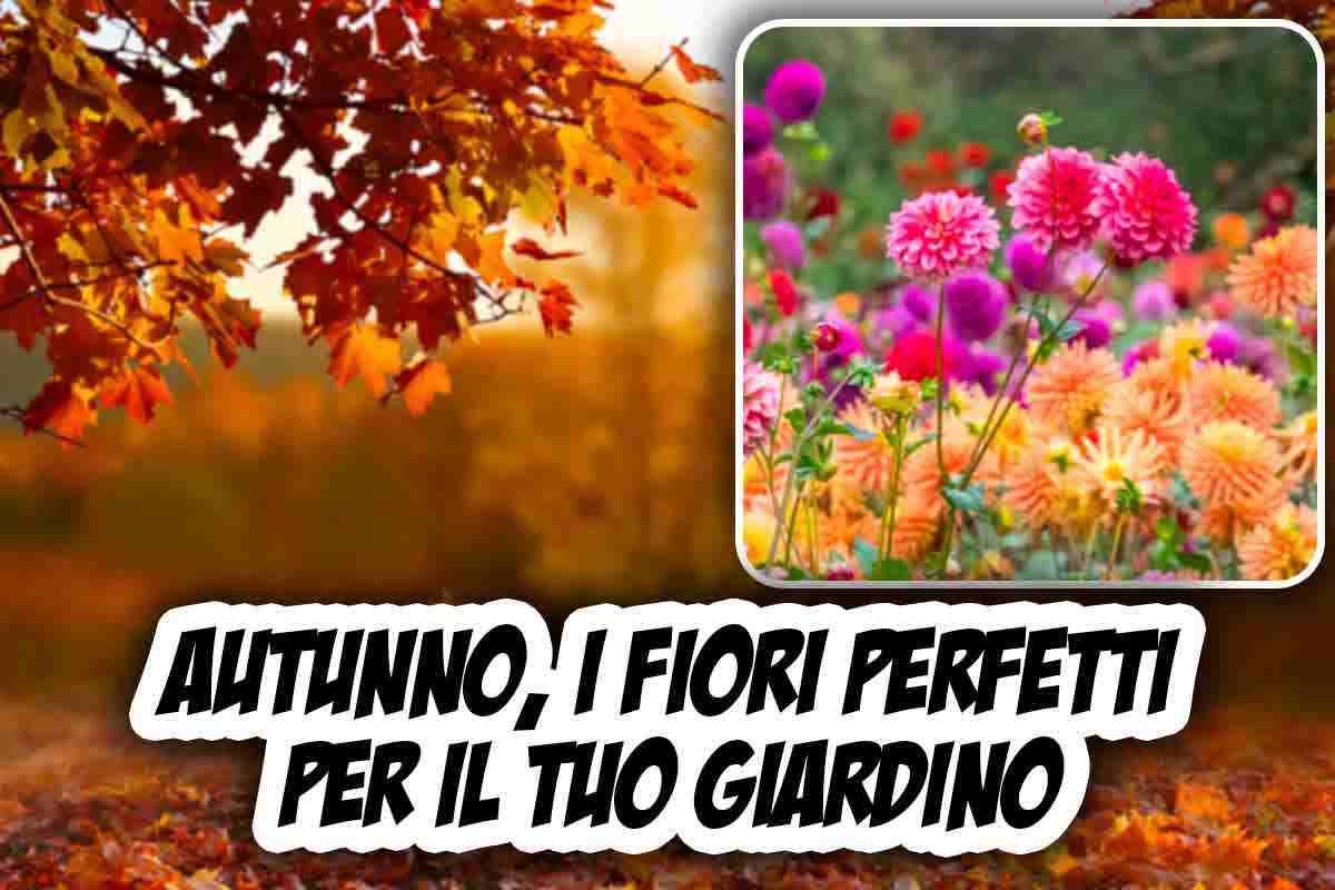 fiori da piantare in giardino in autunno