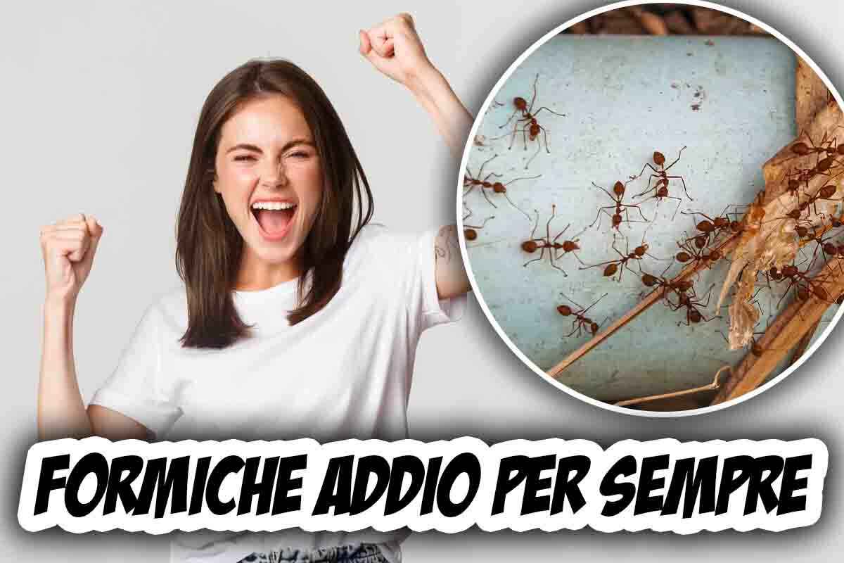 Come eliminare le formiche per sempre