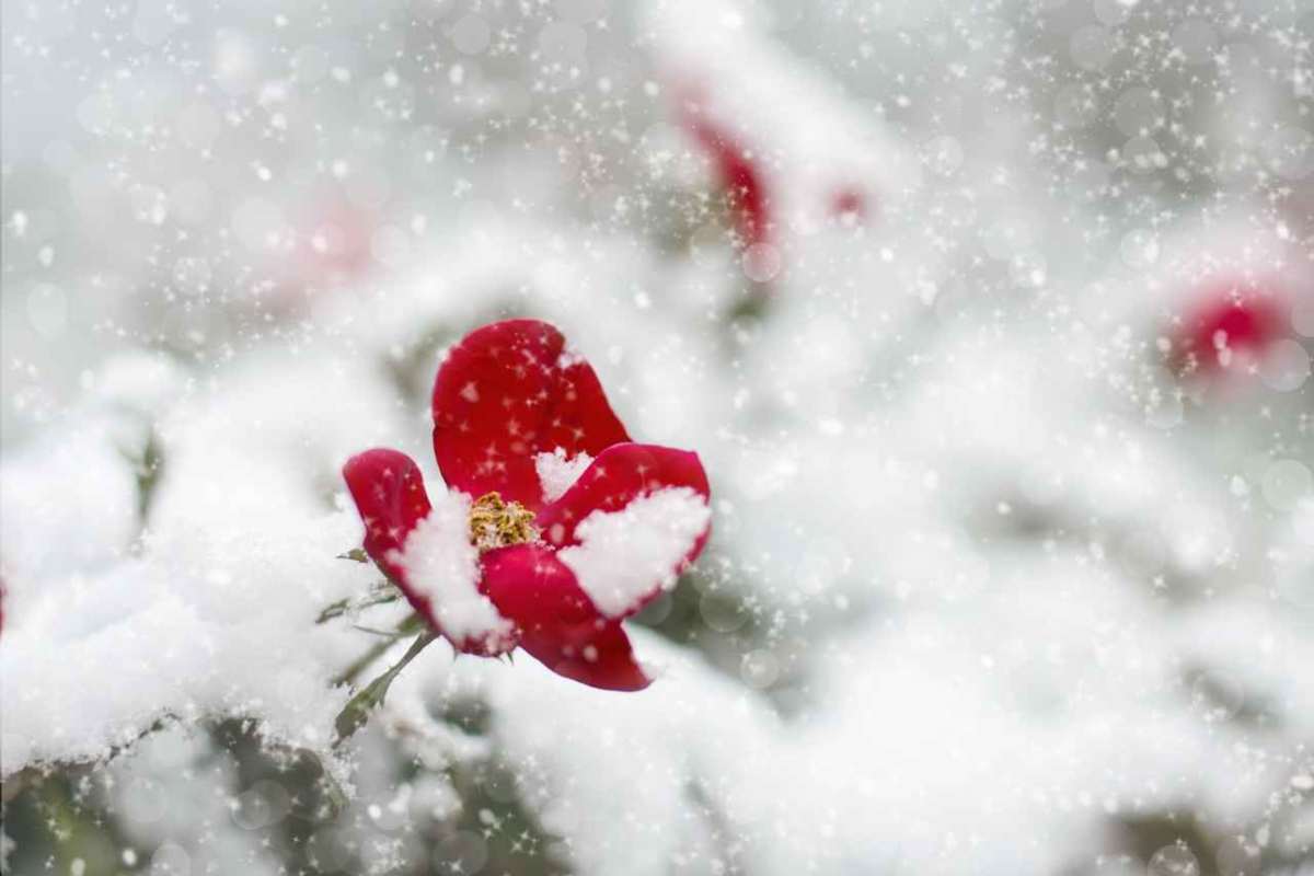 quali sono le piante che resistono al freddo