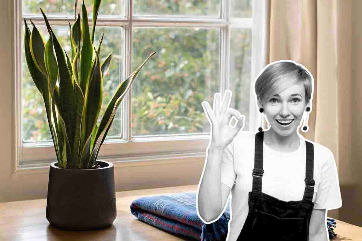 Le 5 piante che non necessitano luce del sole: ideali per le nostre case