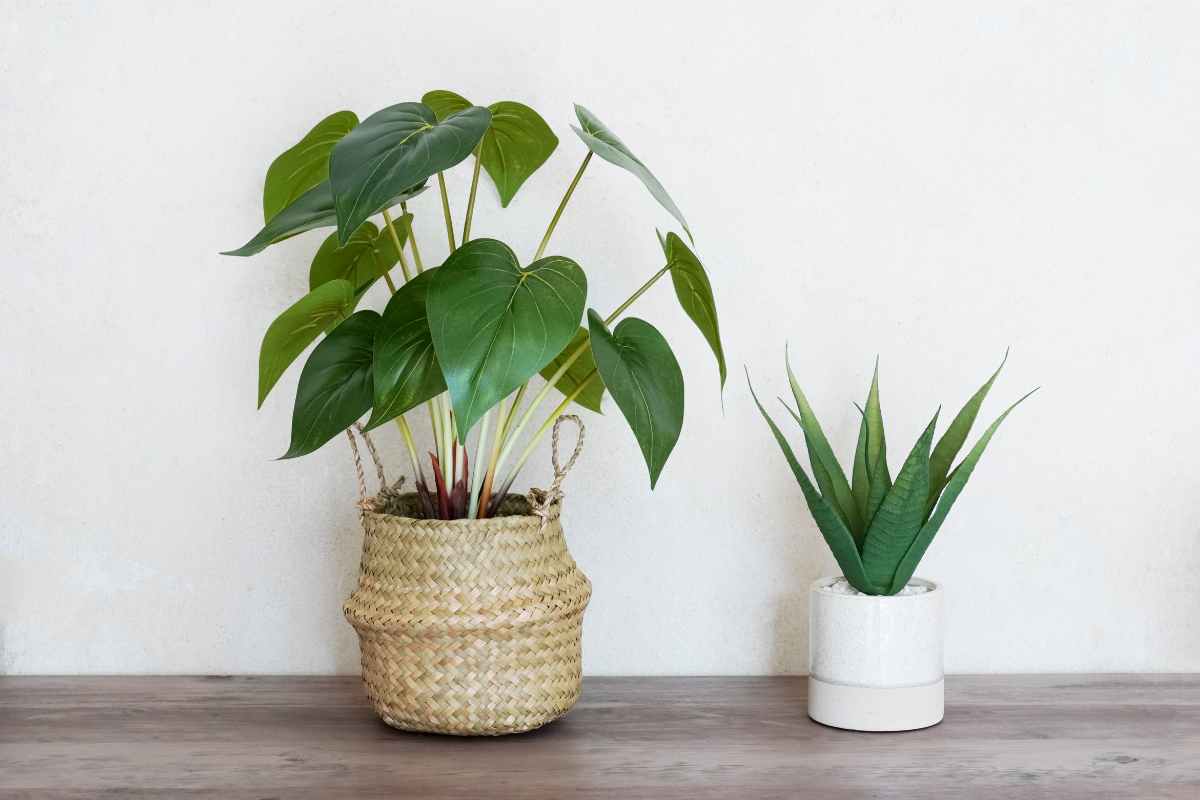Scegli le piante per la tua casa in base al tuo segno zodiacale: scopri gli abbinamenti