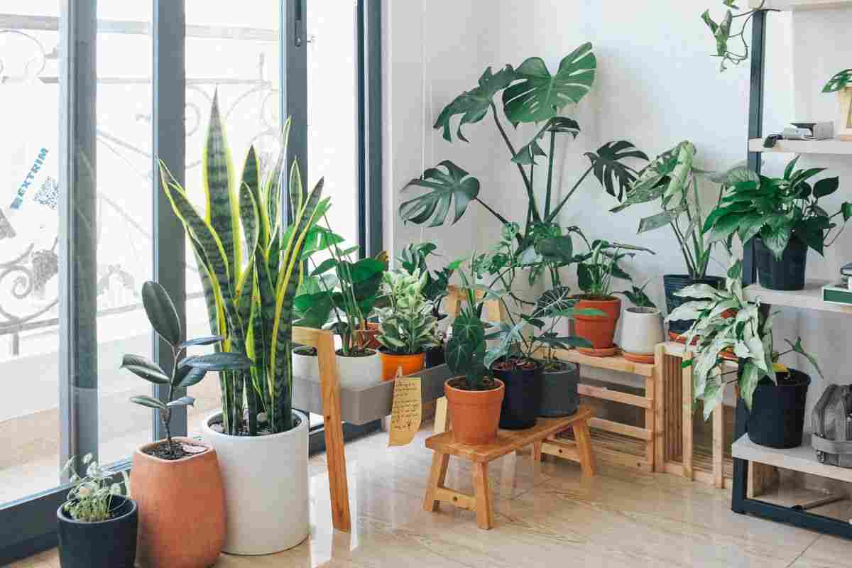 Natura, amore e fortuna: queste piante faranno bene a te e alla tua casa