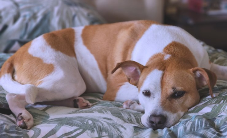 Animali che dormi coi padroni