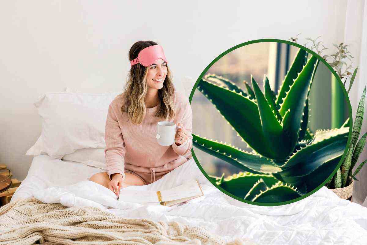 aloe per combattere l'insonnia