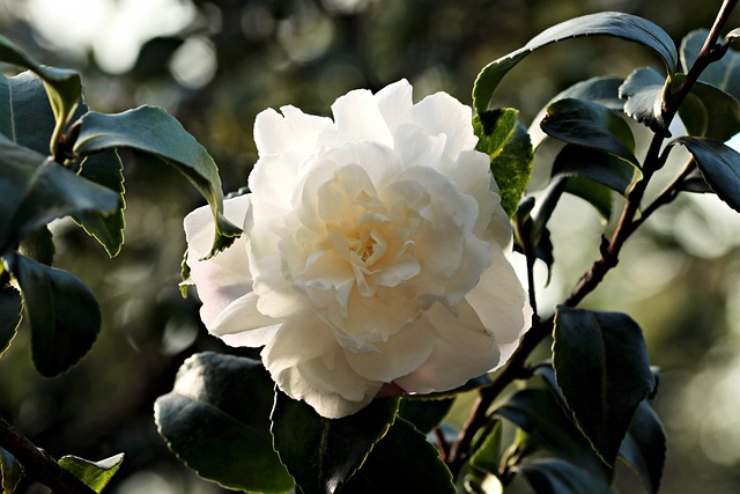 camelia fiore perfetto per inverno 