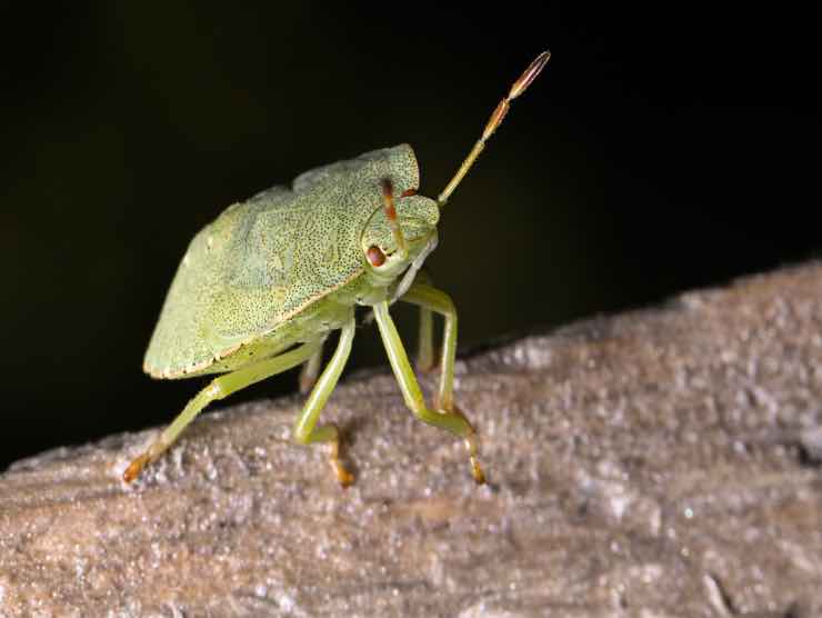 causa cattivo odore camera da letto