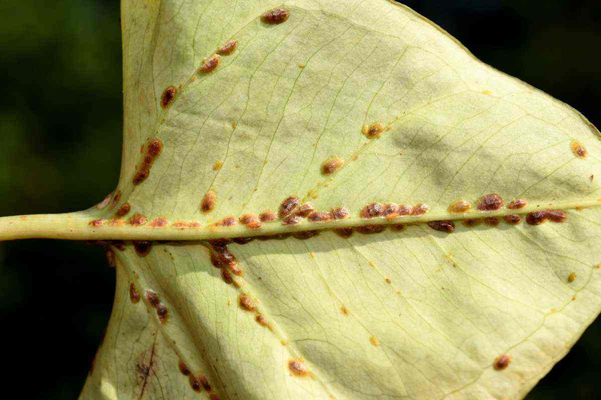 repellente naturale per gli insetti autunno