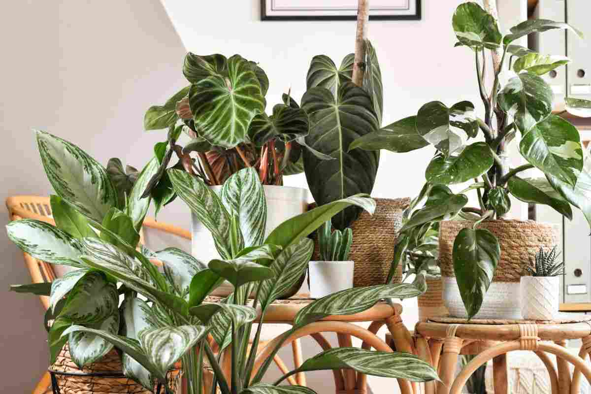 Jungle Home, trasforma la tua casa in una giungla con le piante: questa non può mancare