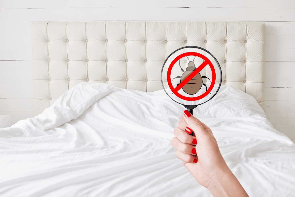 Ecco come eliminare le cimici da letto