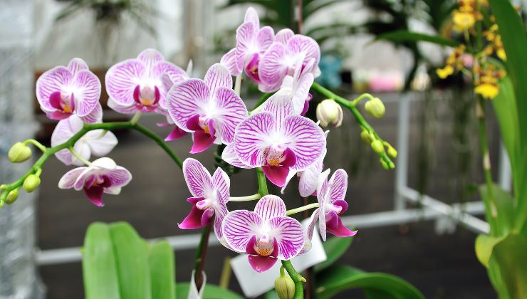piante come l'orchidea portano fortuna