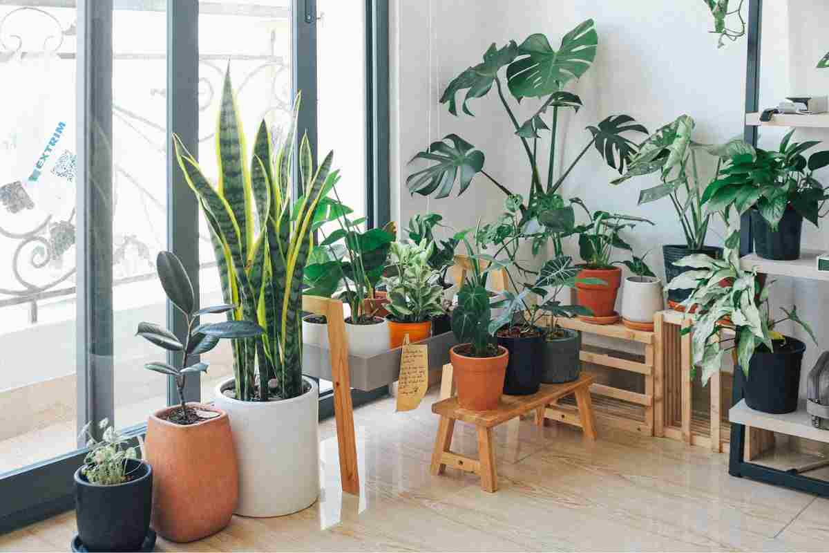 piante da interno
