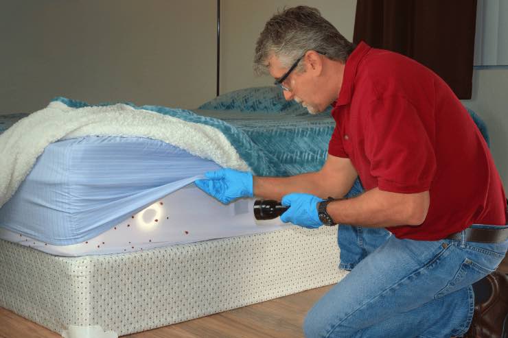 Ecco come eliminare le cimici da letto