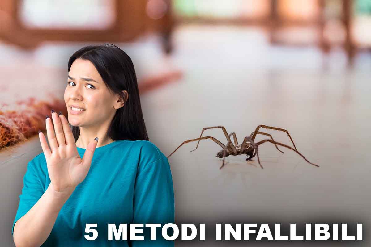 Addio a ragni e ragnatele in casa: 5 metodi infallibili per sbarazzarsene per sempre