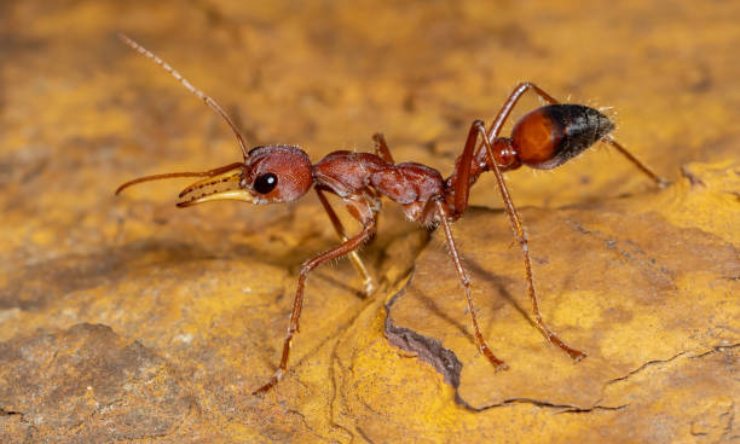 Cómo deshacerse de las hormigas en casa.
