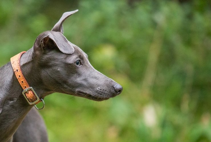 Il whippet nell'interior design