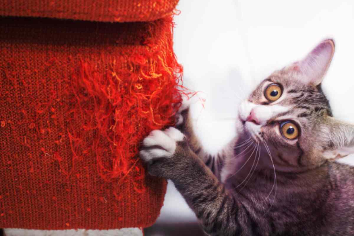 Il tuo gatto non smette di graffiare mobili e tessuti? 3 consigli per salvare l’arredamento