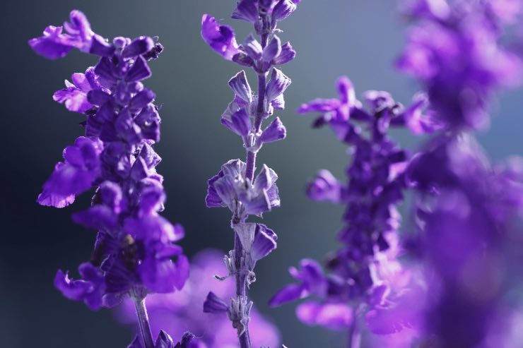 Balcone fiorito tutto l'anno: 7 fiori perenni da conoscere 