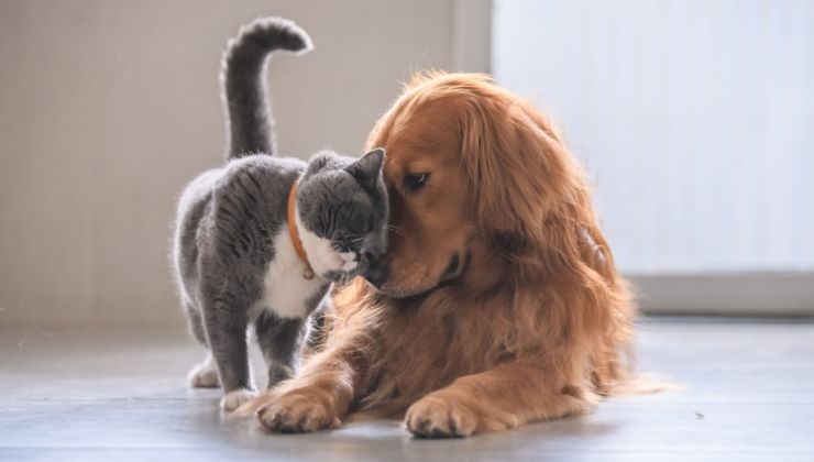 peli cani e gatti per casa