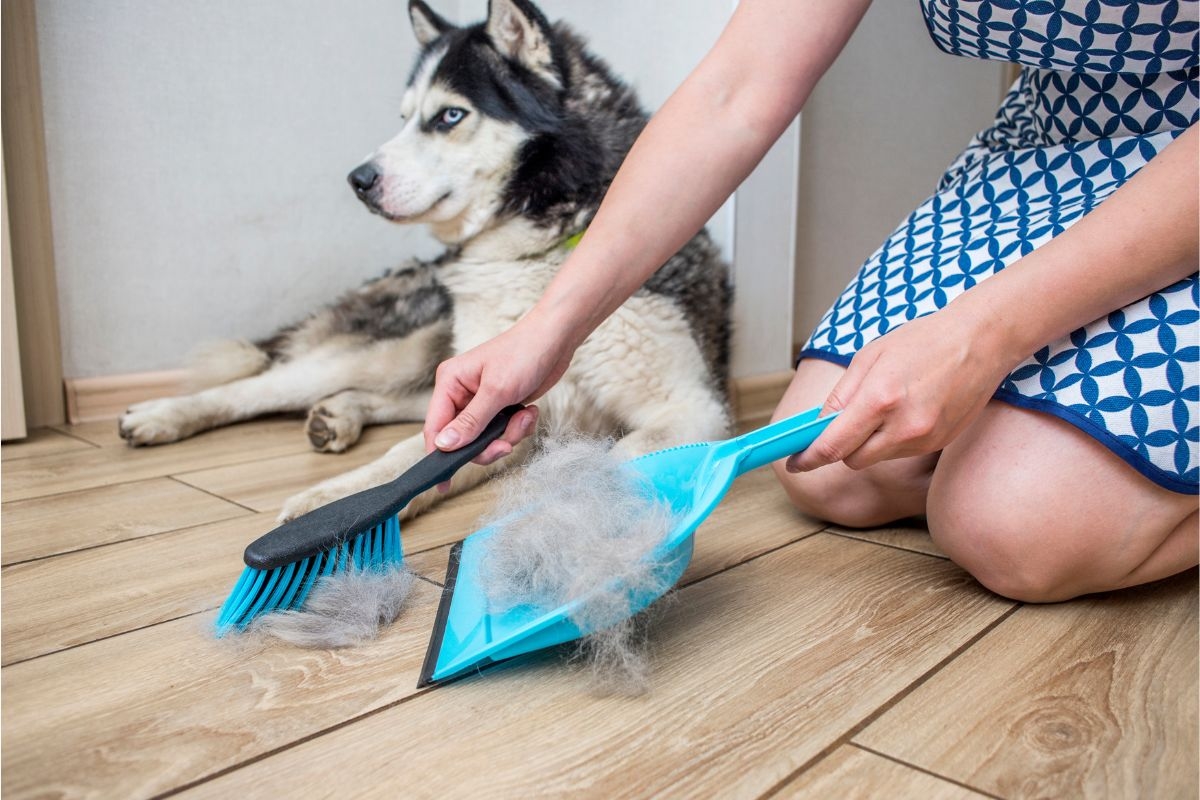 pulire peli animali da casa