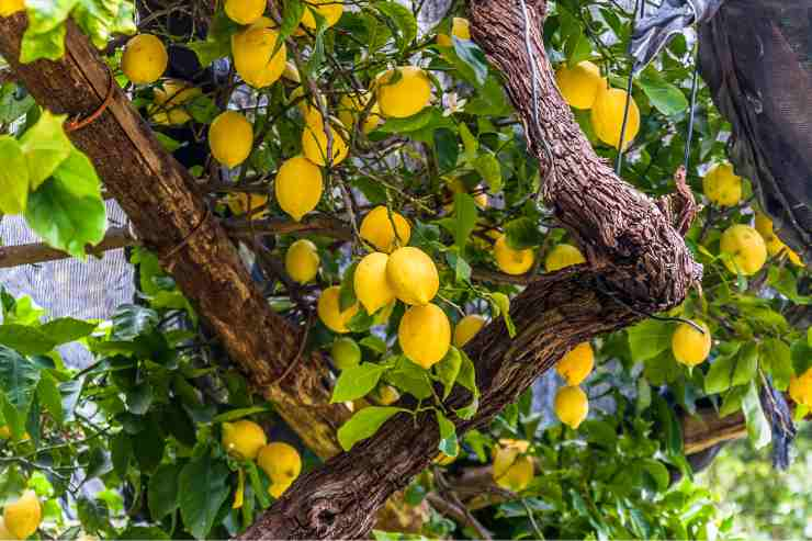 concime bio per limoni fai da te