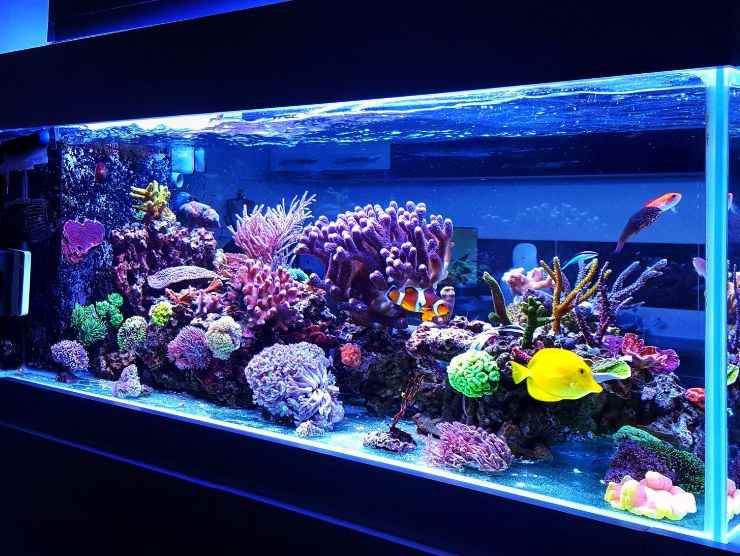 consigli acquario casa