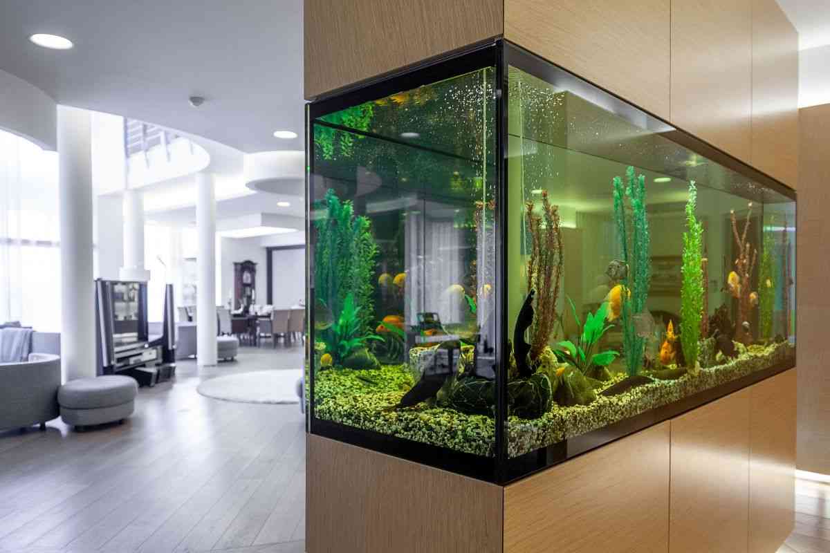 Acquario in casa, l’idea innovativa per ottenere ambienti unici e suggestivi