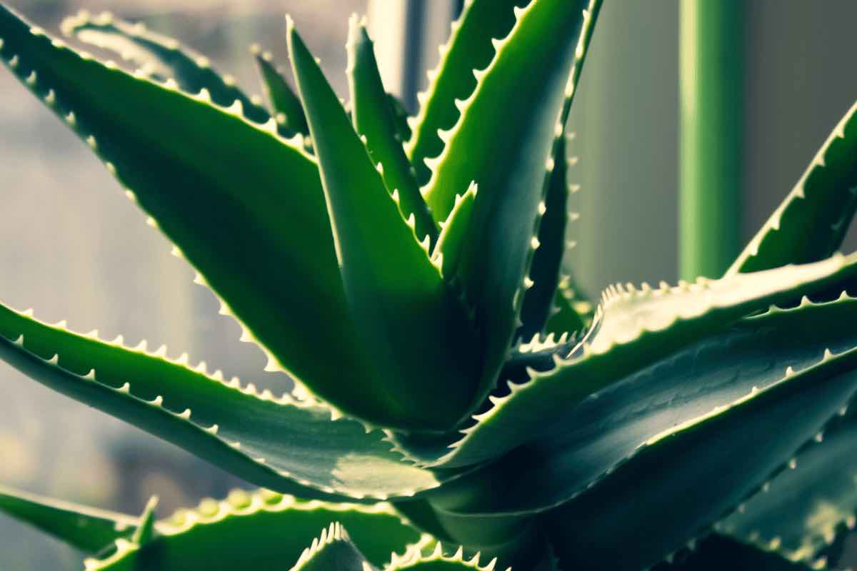 Ami le piante ma non hai un pollice verde? Ecco 6 tipi da balcone facili da curare