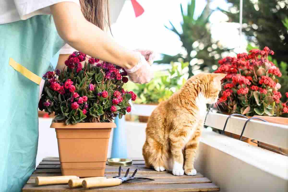 Piante da balcone, Aprile mese perfetto per la semina: quali piantare