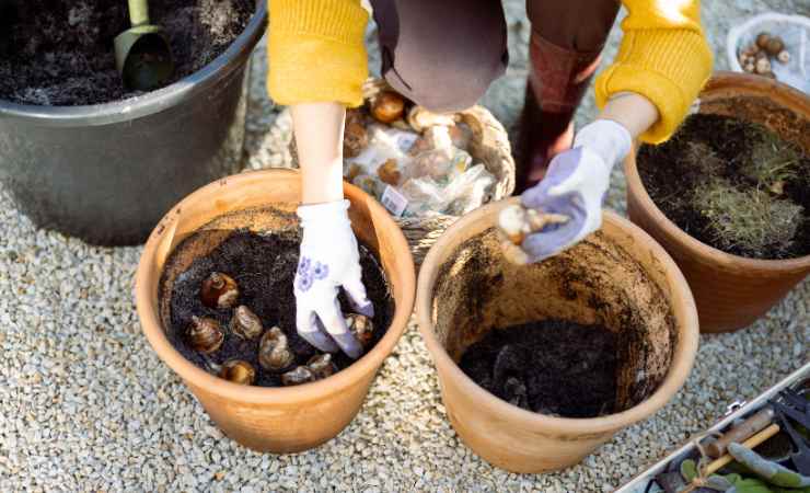 I fiori da seminare ad aprile