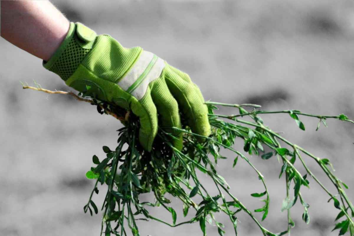 Se vedi questa pianta nel tuo giardino hai un problema molto serio: cosa devi fare subito