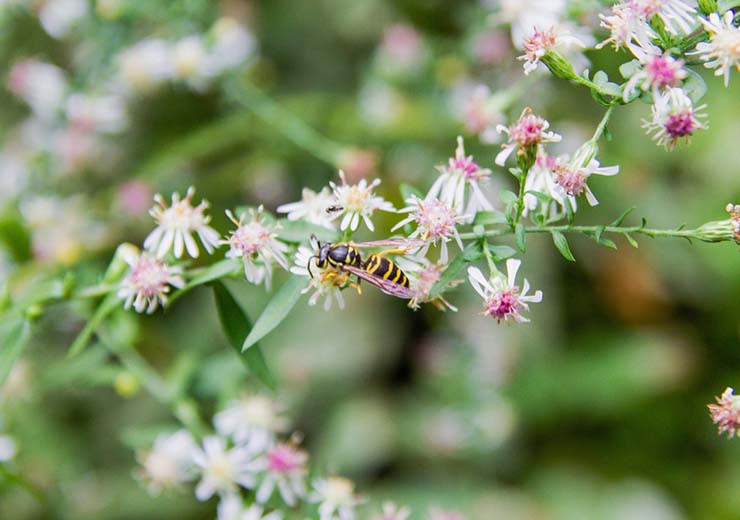 giardino ideale per api come fare