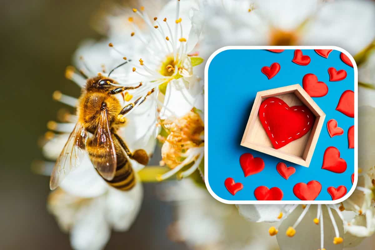 Come far diventare il giardino un rifugio accogliente per le api: bastano pochi semplici cambiamenti