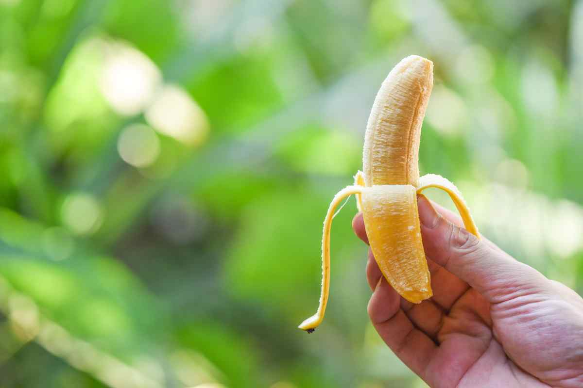 concime con le banane