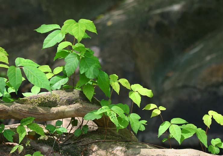 edera velenosa problema in giardino