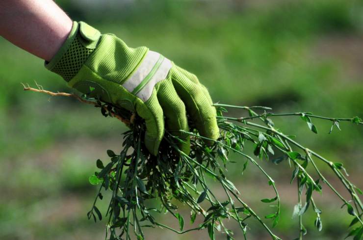 Ecco come riuscire a liberarsi per sempre dalle erbacce in giardino