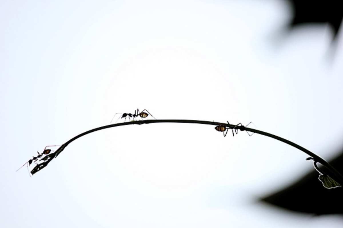 formiche ed insetti in camera da letto