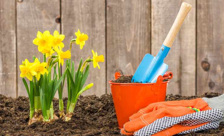 fiori bulbi e semi da piantare ad aprile