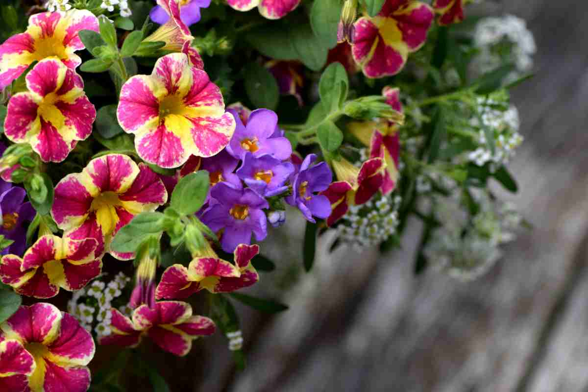 Calibrachoa fiorita appesa