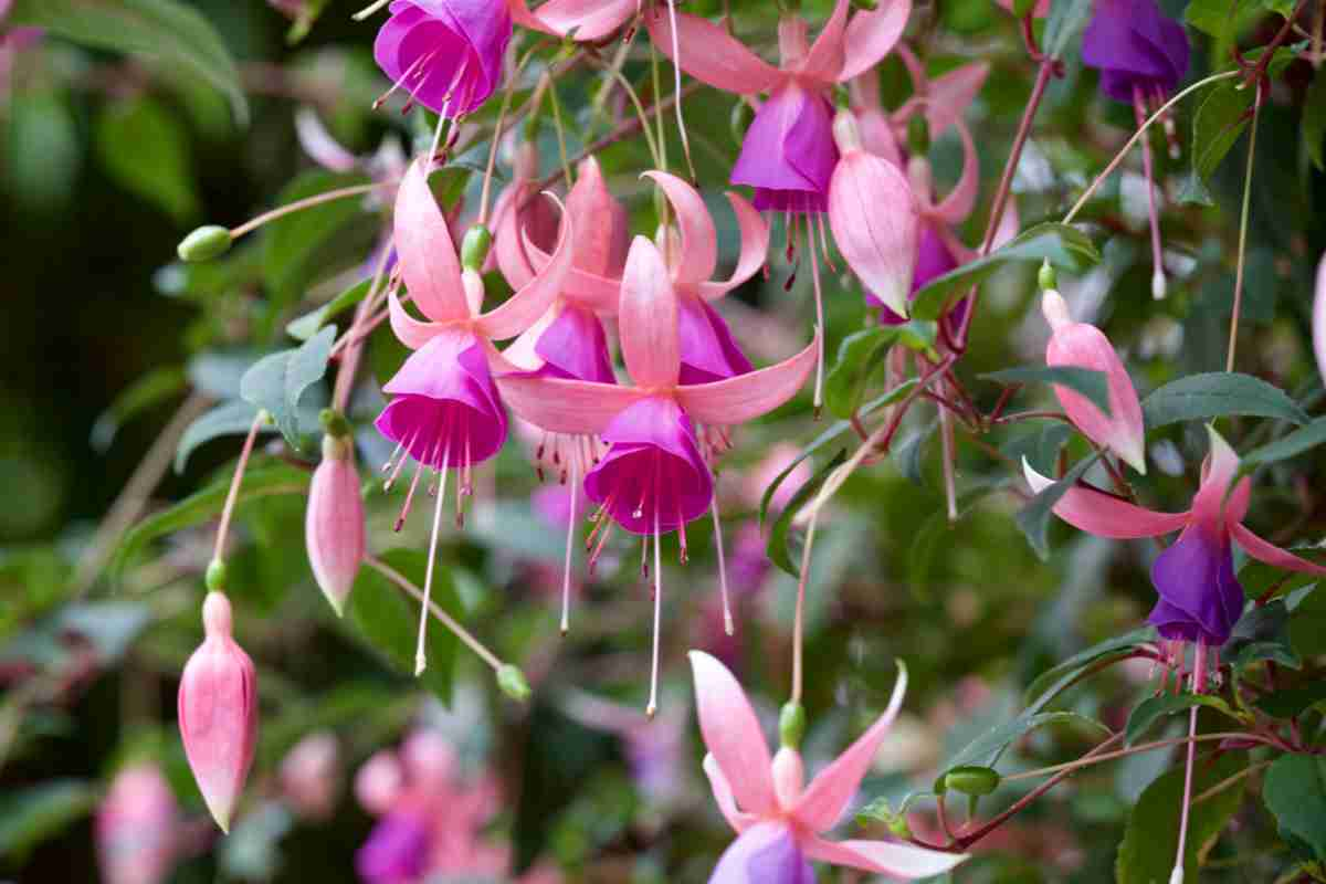 Fucsia in vaso sospeso