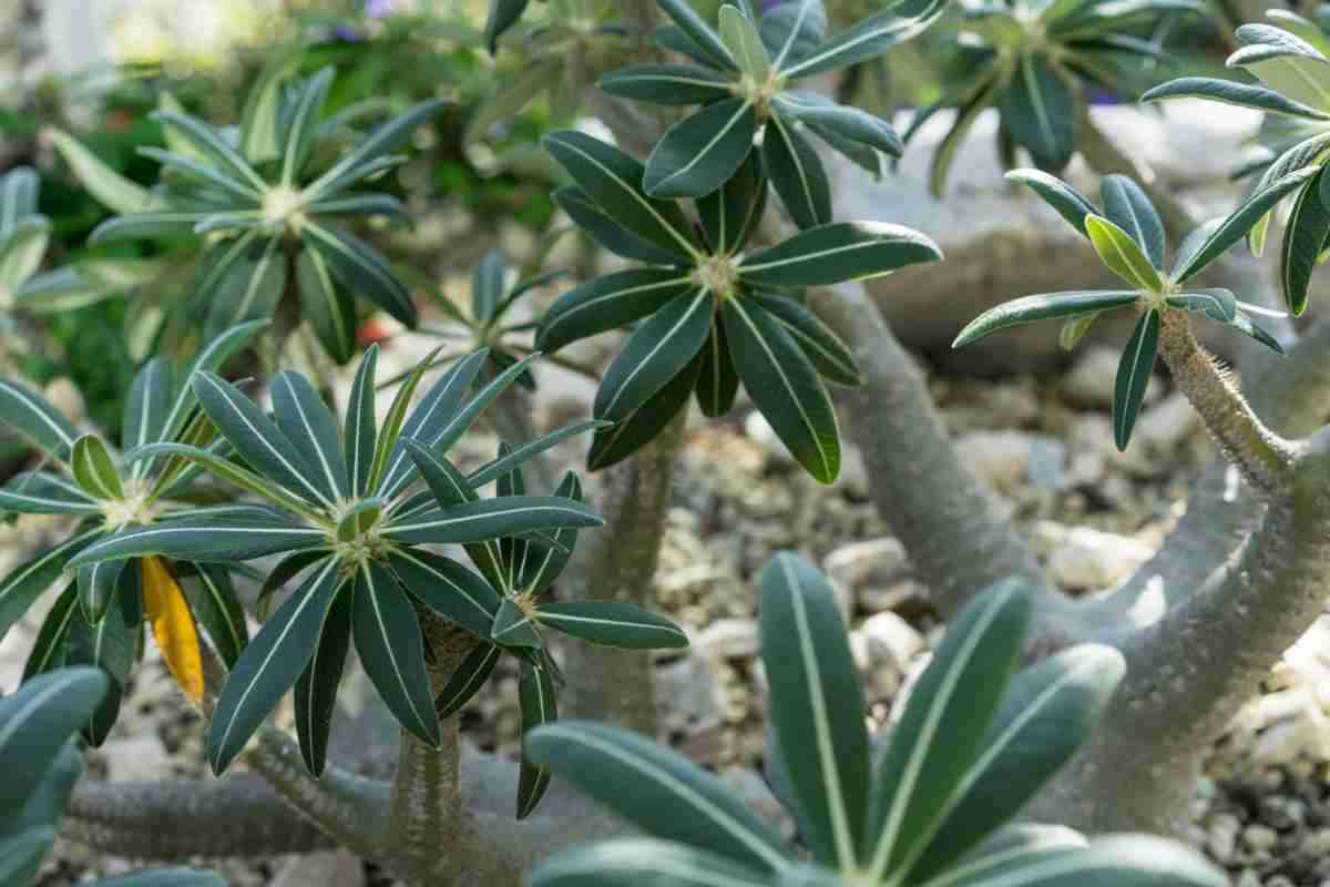 Pachypodium, primo piano sulle foglie della pianta