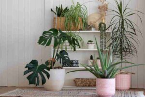 angolo di casa arredato con diversi tipi di piante
