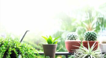 Vasi, piante e arredi, non puoi mettere di tutto sul tuo balcone: c’è un limite di peso oltre cui non puoi andare, come calcolarlo