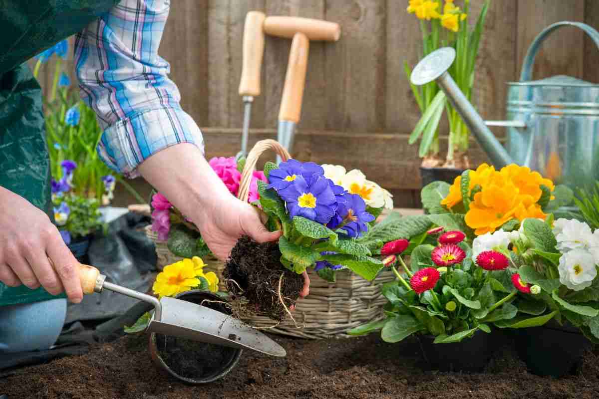 posizionare piante giardino