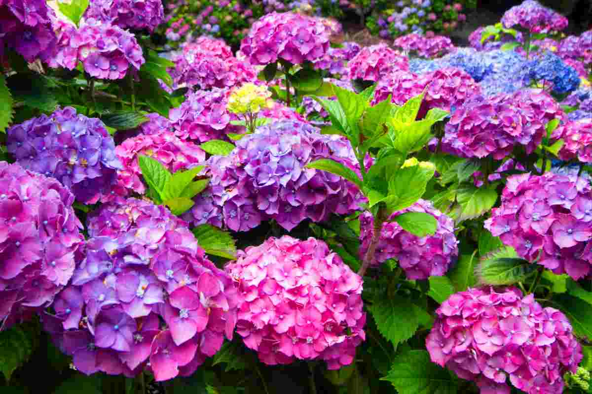Piante Ornamentali Da Giardino Guida Alla Scelta DesignMag