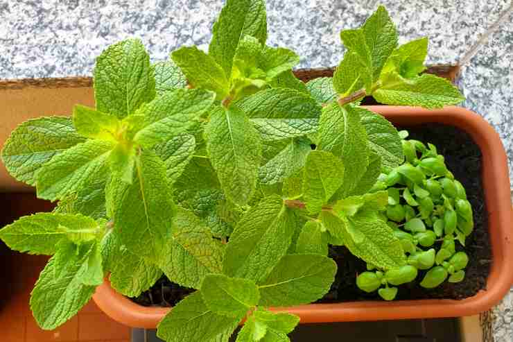 piante aromatiche di menta e basilico in vaso rettangolare