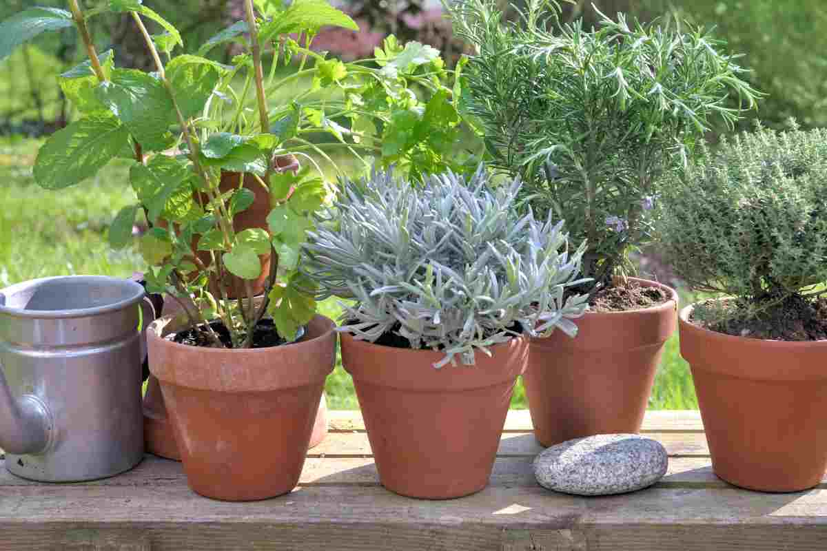 Macetas adecuadas para plantas aromáticas, guía de selección