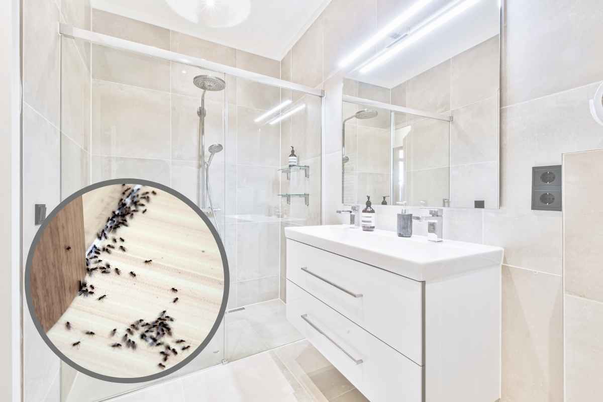 insetti in bagno come sbarazzarsene
