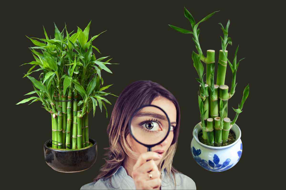 Bambú, una planta de la suerte: descubre el significado a partir de sus tallos y trucos de cuidados