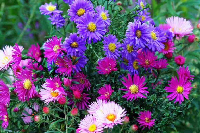 5 fiori da piantare a settembre per colorare il giardino o il terrazzo ...