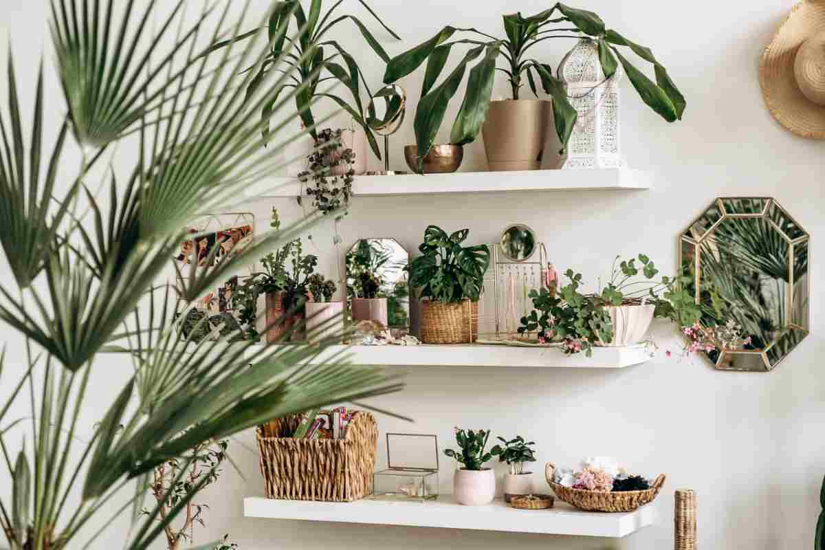 Piante su mensole per la casa stile jungle